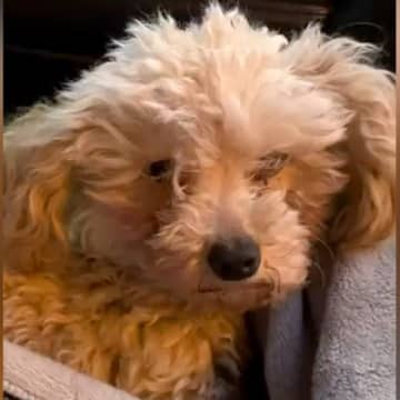 足が壊死し『病気で使えない』と捨てられた犬→２匹の犬と共に保護した結果…涙腺崩壊する『現在の様子』が25万再生「泣いた」「素晴らしい」
