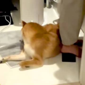 ドライヤーの音で『パパの帰宅』に気付かない犬→目が合った瞬間に…想像以上の反応が67万再生「可愛くて泣きそうｗ」「喜んでくれて尊い」