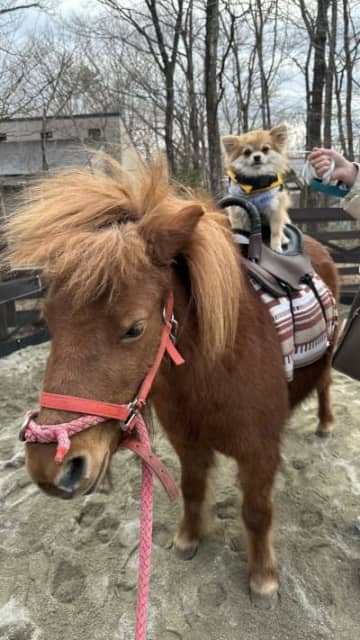 那須で愛犬と一緒に「ポニー乗馬体験」ができる！