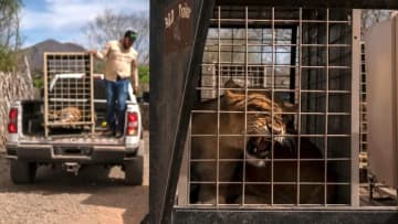 保護区の動物たちも逃げ出す、ギャングの暴力横行する土地から大移動　メキシコ・シナロア州