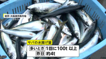 「高くて食べられない」サバ水揚げ量1/10以下に激減で仕入れ価格高騰　「サヴァ缶」缶詰工場一時休業も　ノルウェー産に切り替える会社も