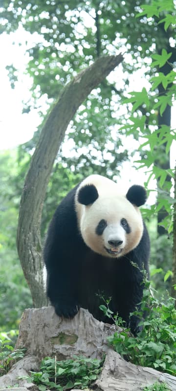 パンダのシャンシャン、中国四川省でもはつらつ
