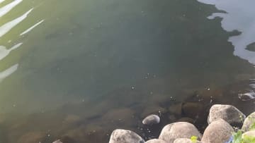 大量のへらぶなが産卵中！そんなときはどうやってバスを狙えばいいの？