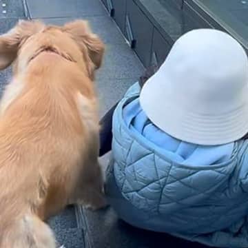 女の子とのお散歩中にあった『急な階段』→大型犬が一緒に降りようと…ジワジワくる『可愛い対処法』に「仲良しコンビ」「階段あるある」の声