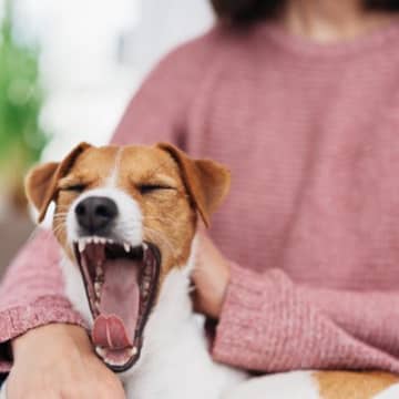 犬が『飽きた』ときにみせる行動6つ　愛犬がだすサインの理由からとるべき対応まで