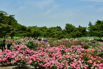 茨城・ひたち海浜公園で満開のバラ　約120品種が色とりどりに