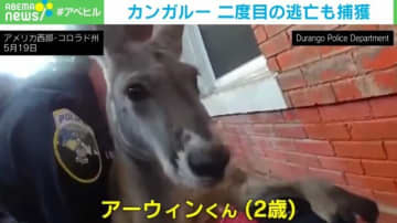 カンガルーが街を飛び回る 二度目の逃亡も“牧場で育った”警察官が捕獲 米