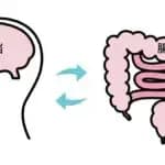 糖嗜好性の調節に腸から脳へのシグナル伝達経路が関与する可能性