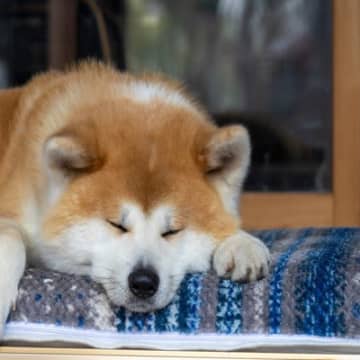 『日本犬だけにみられる』4つの特徴　共通する性質から飼う際に気をつけたいことまで