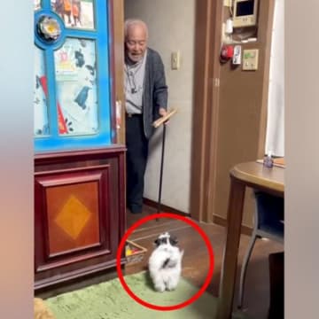 旅行から帰ってきたおじいちゃんに『子犬が家にいるサプライズ』をした結果…「声可愛すぎｗ」「相性100％」和やかで尊い光景が104万再生