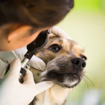 犬の角膜潰瘍とは？主な原因や治りにくい理由、治療法を獣医が解説