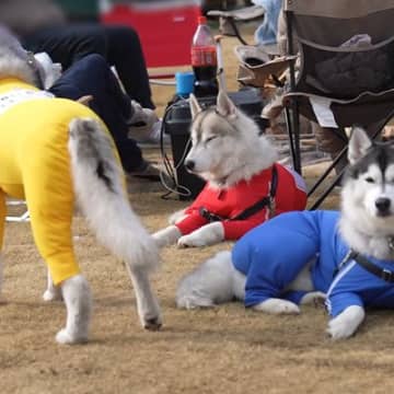 5頭のハスキー犬と一緒に『キャンプ』に行ったら…疲れすぎて『体力の限界』を迎えた光景と微笑ましい結末が5万再生「幸せな寝顔」と絶賛