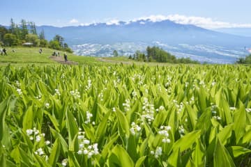 雄大な山々が望める富士見パノラマリゾートで「120万本のすずらん祭り」