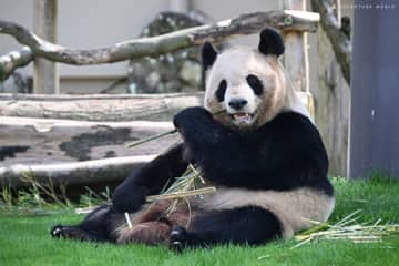 アドベンチャーワールドで暮らす4頭すべてのパンダが6/28に中国へ