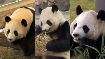 ジャイアントパンダ4頭が 6月28日に中国へ“帰国”　検疫のため5月26日からはガラス越しでの公開　和歌山・アドベンチャーワールド