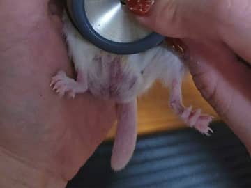 飼い主にされるがままの、ネズミの表情が…　「なんとも言えん」「尊い！」