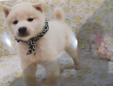 先代の愛犬を亡くしペットロスだった飼い主がお迎えした生後2カ月の柴犬子犬→約8年後、「我が家の光のような存在」に成長！
