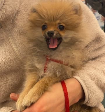 毛量が少なくて「よくチワワに間違えられていた」ポメラニアンの子犬→4年後の「もふもふな成長姿」にほっこり！