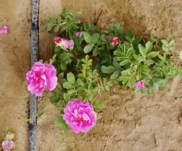 タクラマカン砂漠拡大防止のために植栽されたバラが開花―中国