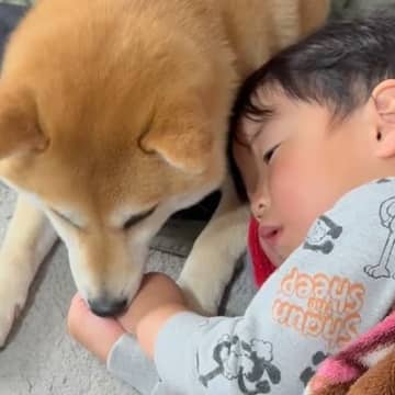 2歳の男の子が高熱に苦しんでいたら、犬が…思った以上に『心配そうに見守る光景』が25万再生「辛いの分かるんだ」「優しくて素敵」と称賛
