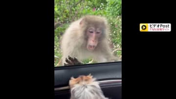 まさに「犬猿の仲」…左手のない猿VS犬の“くうちゃん”目撃されたバトルの瞬間　威嚇する猿に“くうちゃん”も負けじと応戦…飼い主「愛犬は負けてなかった」