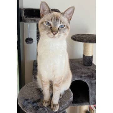 夏と冬で見た目の雰囲気がまったく違う猫　“別猫”のような比較写真にびっくり！