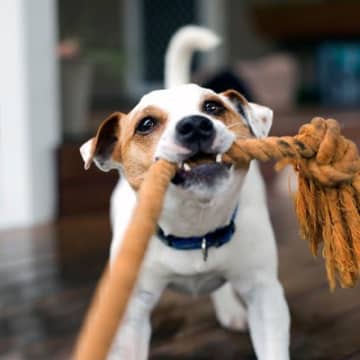 犬が大喜びする『遊び方』7選　愛犬をハイテンションにさせるための工夫とは？