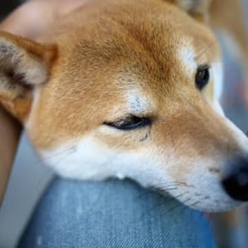 犬が『飼い主にあご乗せ』する心理5選　どんなときにくっついてくるの？可愛い行動に隠された意味まで
