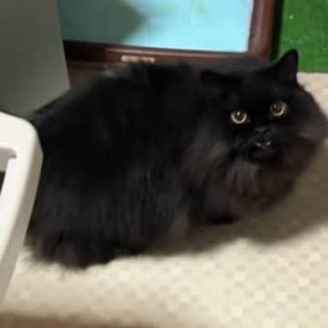 買い物から帰宅した飼い主→『猫に呼ばれて』後をついて行った結果…まさかの光景が210万再生「ポーズ好き」「仕事の疲れも吹っ飛ぶね」の声