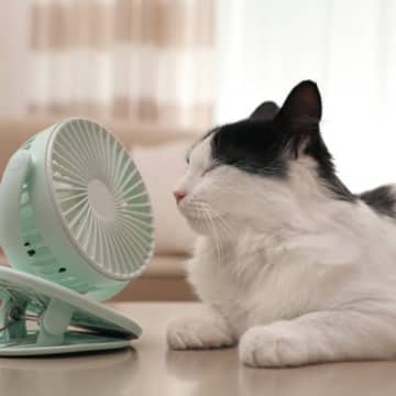 猫を命を脅かす『危険な節約術』4選　ケチったがために起こり得るトラブルとは