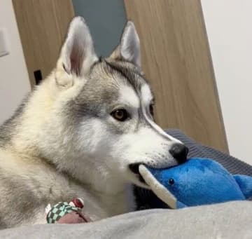テレビに映る野生動物に夢中なハスキー！大好きなぬいぐるみを放置して“ぽかーん”と画面を見つめる姿にクスッ！