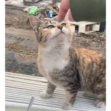 朽ちたプレハブ小屋で発見された子猫→保護から5年後、まんまるでかわいい“たぬき系”の猫へと成長！