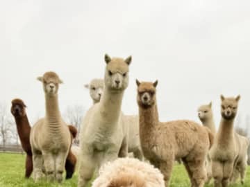 まるで『群れ』のリーダーのよう！　散歩している犬の写真を撮ったら…？