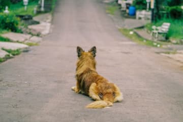 中国で狂犬病の発症件数が17年ぶりに増加、外務省も海外での感染リスクに注意喚起