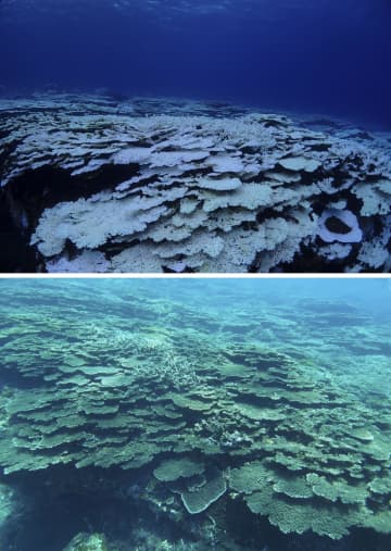 サンゴ白化、三宅島でも　南西諸島以外に広がり