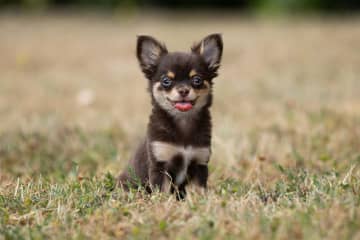 正岡子規の『犬』あらすじ紹介。犬に転生した罪人。償いの先にある驚愕の現実とは？