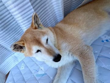 少し痩せて小さくなった柴犬マロたん、太って入らなくなった洋服をまた着られるのか検証