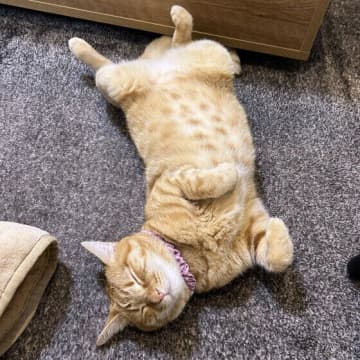 暑い日に猫がお腹を「ぱか～ん」と出して寝るのはなぜ？　専門家に聞いた！