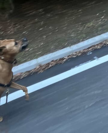 犬が〝お散歩の早期切り上げ〟決断した理由に1.7万人爆笑　「スピード感ハンパない」「正直ですねー」