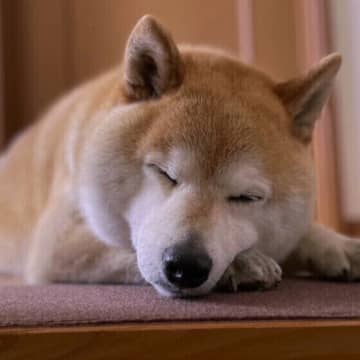 犬の良い眠りのためにしてはいけないこと、犬の快眠に大切なことは？