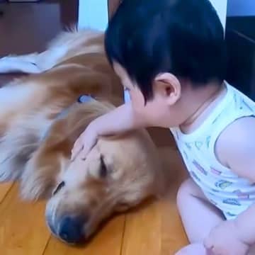 赤ちゃんの枕になってあげていた大型犬…数年後→成長とともに『立場が逆転した光景』が素敵で泣けると絶賛「感動で涙出た」「本当の兄弟」