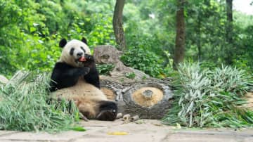 パンダのシャンシャン、元気にリンゴ頬張る　中国四川省