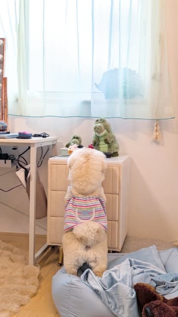 「ホシイホシイ」棚の上のぬいぐるみをねだるワンちゃんがかわいすぎ→「動きが人間の赤ちゃん」「一生見てたい」