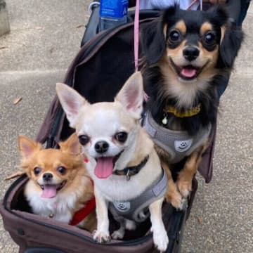 犬が興奮しているしぐさと犬を落ち着かせる方法　犬はどんなときに興奮しやすい？