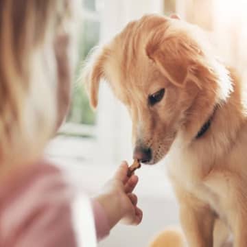 犬が『おやつ』への興味を持たないのはなぜ？食べようとしない原因や対処法を解説