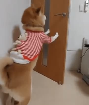 【ドアを開けたらちゃんと閉める】賢すぎる柴犬が5万いいね ⇒「偉い！！」「うちの猫も見習ってほしい」