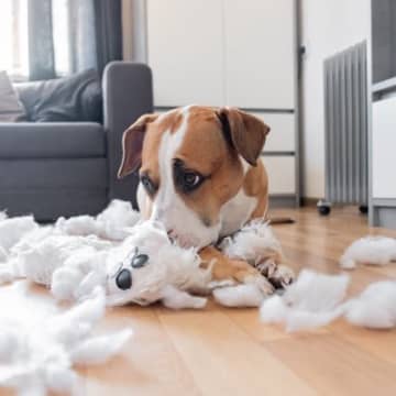犬を飼う前に絶対知っておくべき『理想と現実』6つ　理想が高すぎるとギャップに苦しむことになる可能性も…