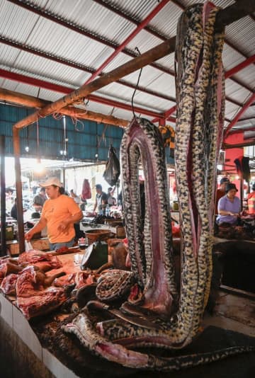 批判強い犬猫食、続けるか模索する民族　インドネシア、食材利用か動物愛護か