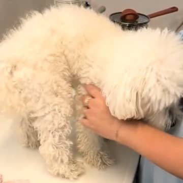 朝、いつもの散歩道を歩いていたら『白い物体』が現れ…脳が追い付かない『迷子犬との出会い』と結末が16万再生「放っておけない」「よかった」
