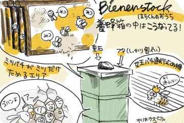 ドイツで子育てする中原さんの「ハニーハント」！ 娘の誕生日プレゼントは「ハチミツの収穫」!?【教えて！世界の子育て～ドイツ～】
